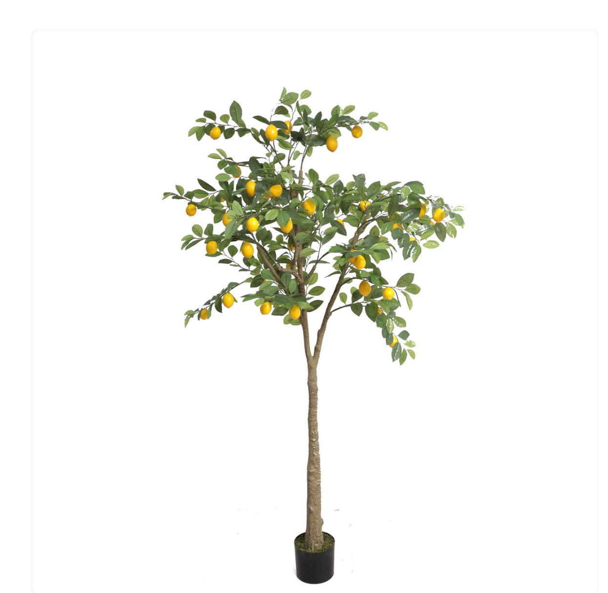 Artificial Lemon Tree Extra Large (200cm) (Copy)