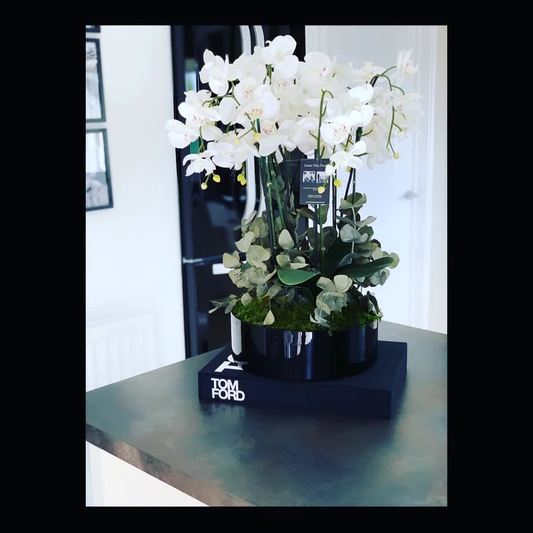 Multi stem orchid